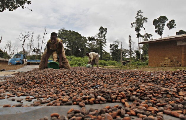 The Ivory Coast is the world's top cocoa producer.