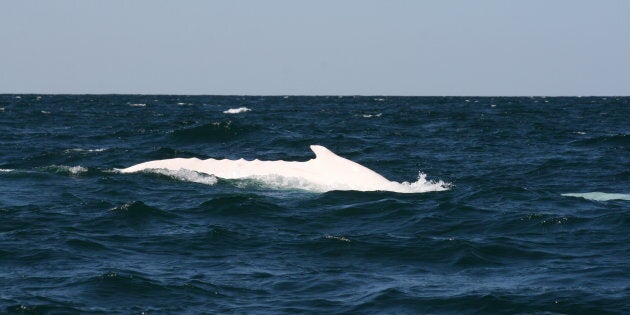 Migaloo is back in Australian waters.