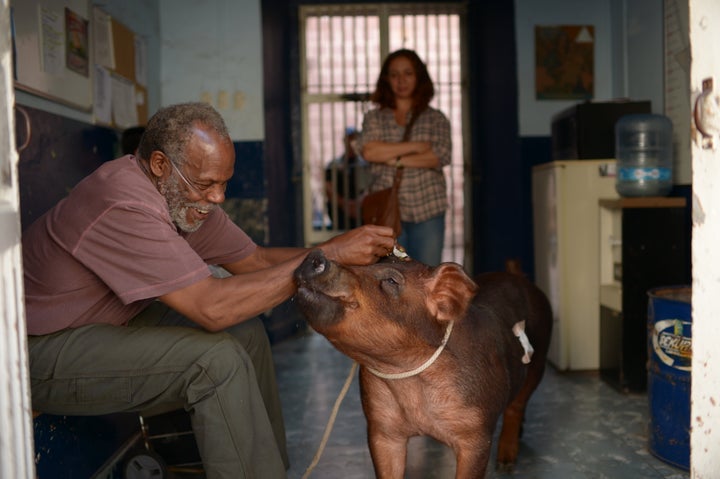 Danny Glover, Maya Rudolph and a pig star in 'Mr. Pig'.