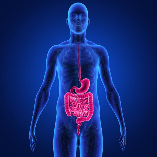 Here's a creepy diagram you can use to understand the digestive process.