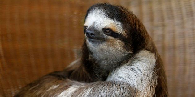 October 20 was International Sloth Day.