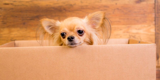 Pre-planning is key to avoid being a sad chihuahua.