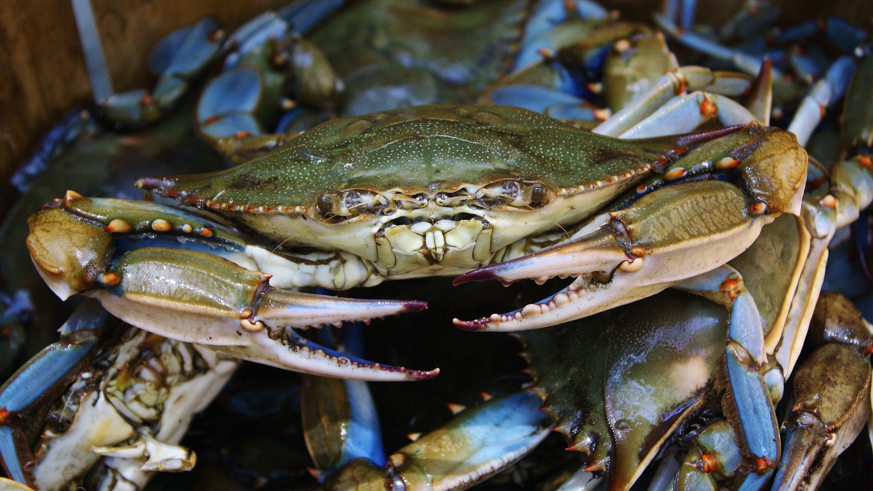 Watch Legendary Crab Jumps Out Of Cooker And Turns It Off To Save His Mates HuffPost