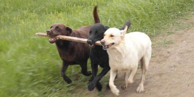 Esme, the yellow Lab, plays with Bruno and Jasper, a black Lab who died since this photo was taken.