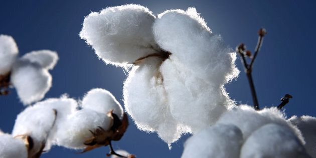 Is this cotton GM? You'll never know.