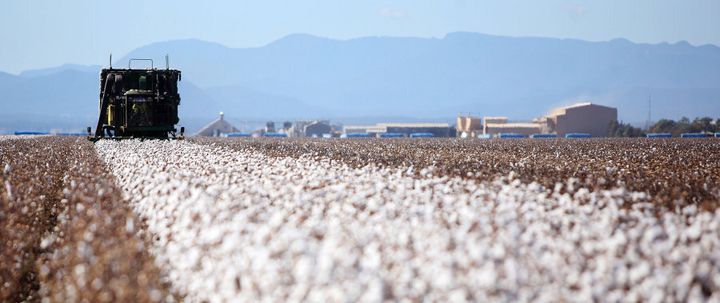 You can't tell but this cotton being harvested in Narrabri, NSW is GM.