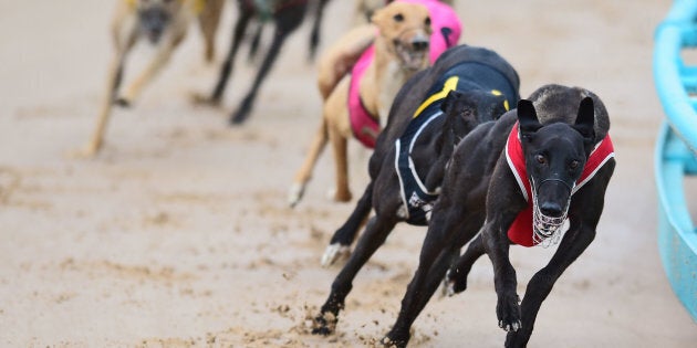 Australian greyhounds deemed too slow for racing in Australia face abhorrent conditions in Macau.