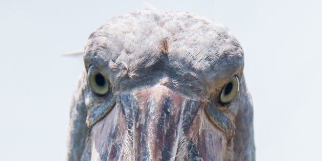 shoebill stork location shoebill stork location