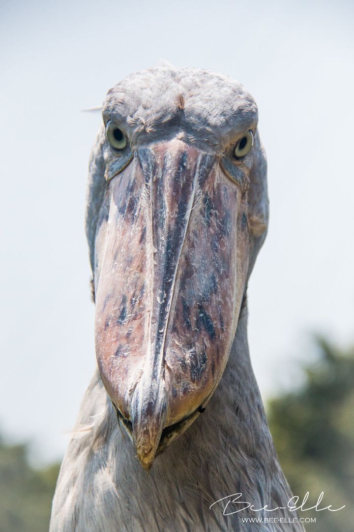 The Shoebill Stork, currently classified as vulnerable to extinction. Their preferred diet of lungfish and tilapia has been disrupted over the last few decades due to the introduction of Nile Perch.