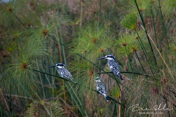 The number of haplochromine cichlids, the main diet of the Pied Kingfisher, virtually disappeared from Lake Victoria after the introduction of the predatory Nile Perch.