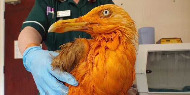 Gullfrazie, this isn't your color.