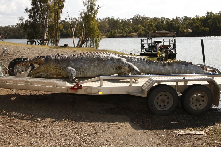 The death of the alpha male has created a power vacuum in the Fitzroy River.