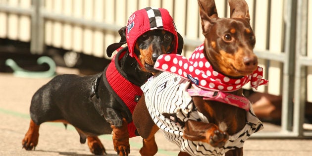 The race is part of Melbourne's Oktoberfest celebration.