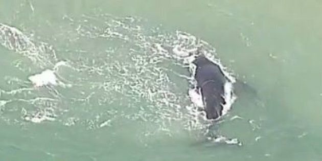 A whale is caught on a sand bar in Queensland.