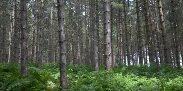 Rendlesham forest, Suffolk, England.