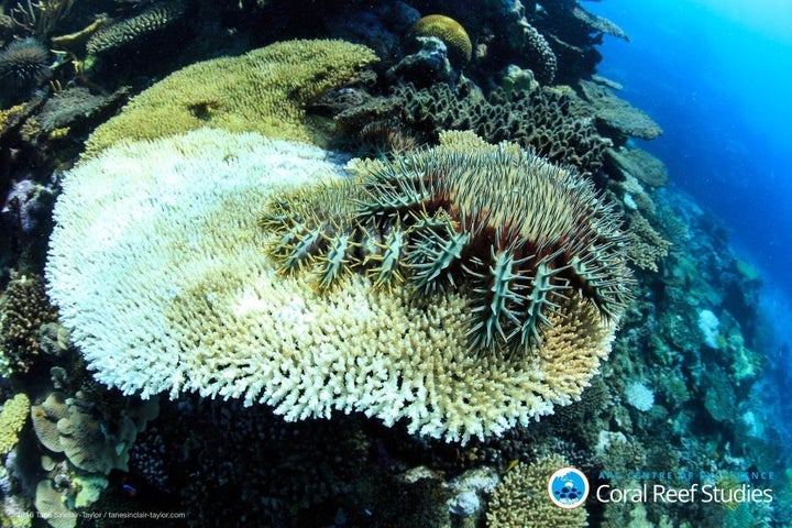 Crown of thornes sea stars munch on surviving coral.