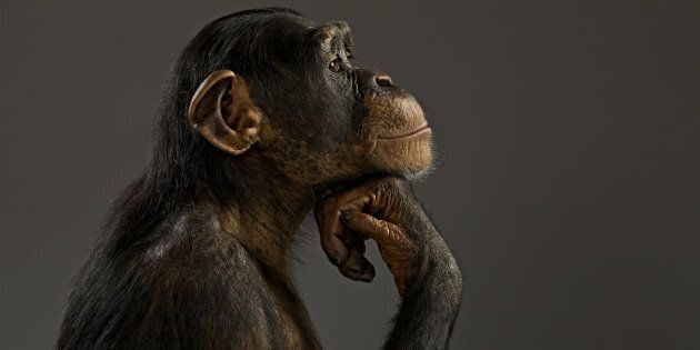 Chimpanzee pondering his life like the Thinker, Pan troglodytes