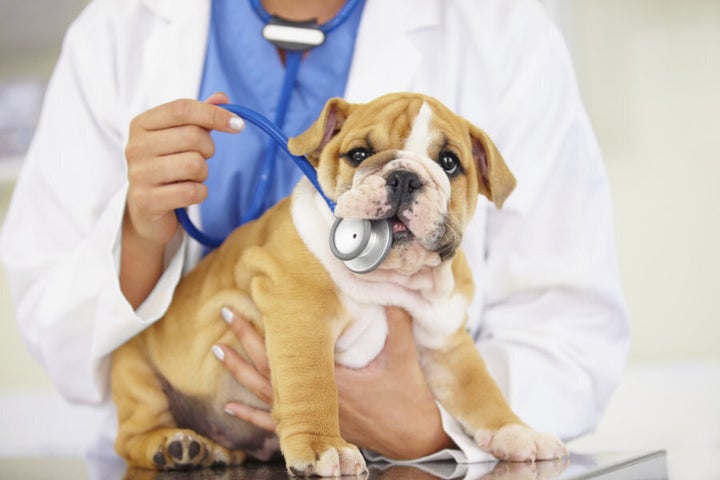 There are numerous health benefits associated with pet ownership.