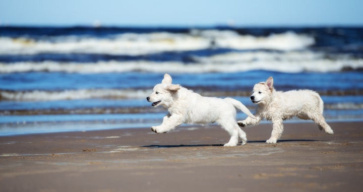 Enlist a workout buddy for soft sand sessions to keep you accountable.