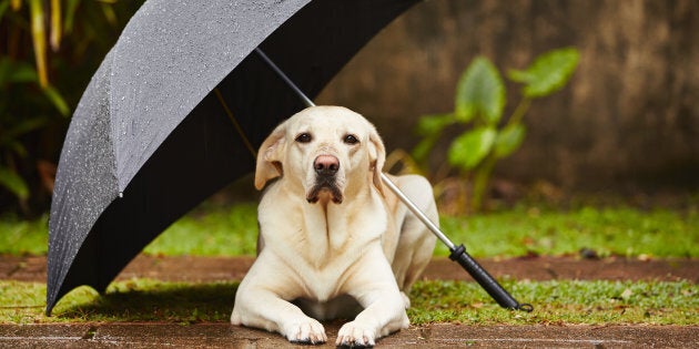 Poor Rover doesn't like storms any more than you do.