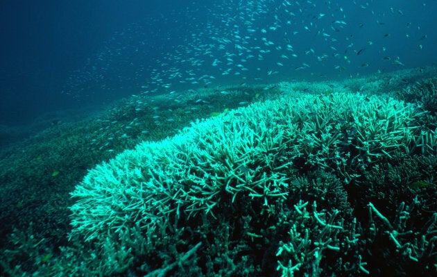 Bleaching in the Great Barrier Reef is killing coral and sea life.