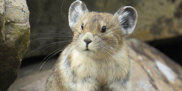 The American pika (Ochotona princeps) is under serious threat from climate change, research shows.