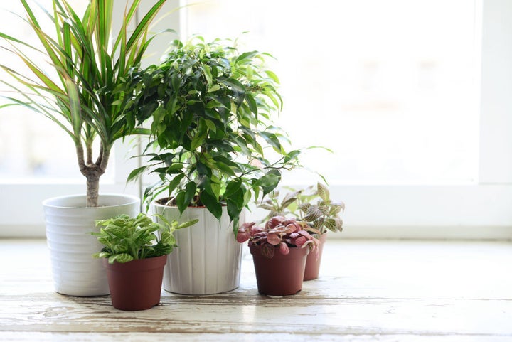 Group your plants together and go for a variety of pot styles.