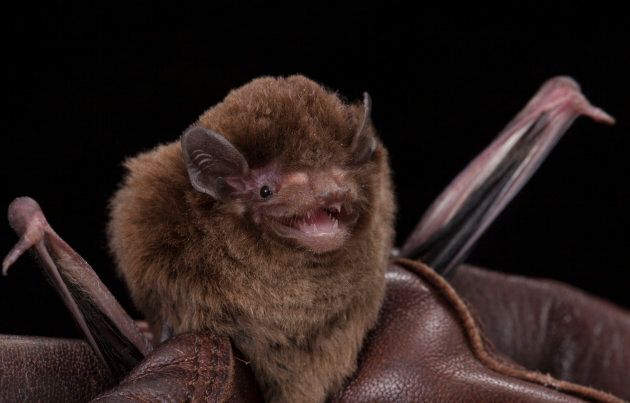 Hiding In Our Midst: Inside The World Of Melbourne's Microbats ...