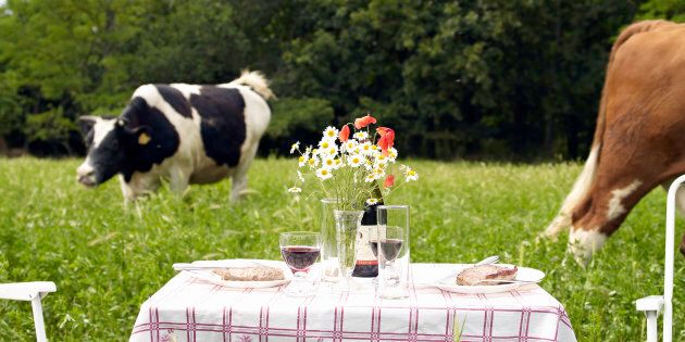 Picnic table in middle of field of cows
