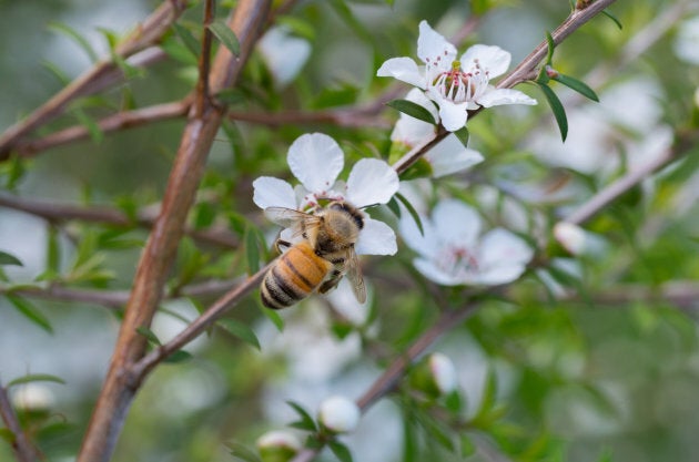 A honey bee on the manuka flower collecting pollen and nectar.