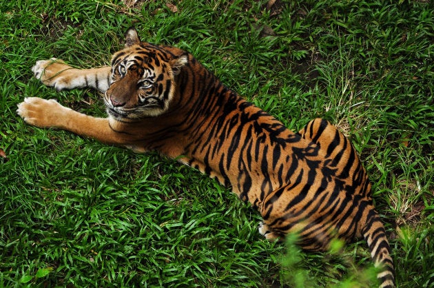 Try telling this magnificent creature it is yellow.