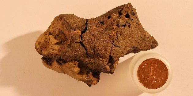 A fossilized dinosaur brain, easily mistakable for a rock.