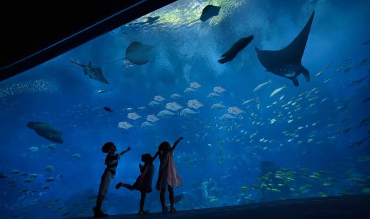 There are stingrays in this tank that can cause an eclipse.