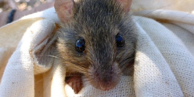 The Bramble Cay melomys.