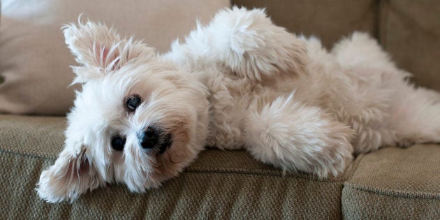 Fluffy white dog laying on lounge