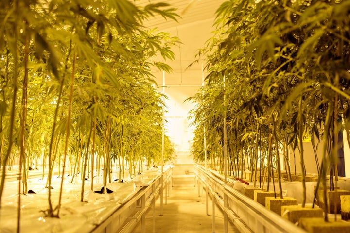 Cannabis plants growing inside a facility in New York state, U.S.A. Lawmakers voted in 2014 to legalise marijuana for medical use, and the law took effect in January 2016. Currently, just five companies are allowed to grow and sell the drug for medical use in the state.