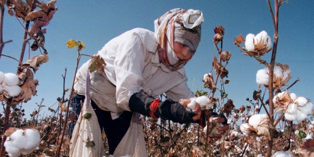 An Uzbek woman picks up cotton in a field outside Tashkent September 24. The harvest is in full swing in Uzbekistan, which relies heavily on cotton exports to support its cash-starved economy.