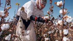 Not All Cotton Is Cut From The Same