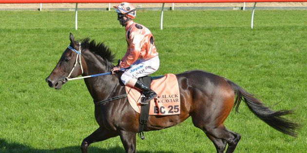 Black Caviar retired in 2013, just before her eighth birthday.