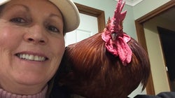 How An Eggstra Special Chicken Showed Me The Human Side To