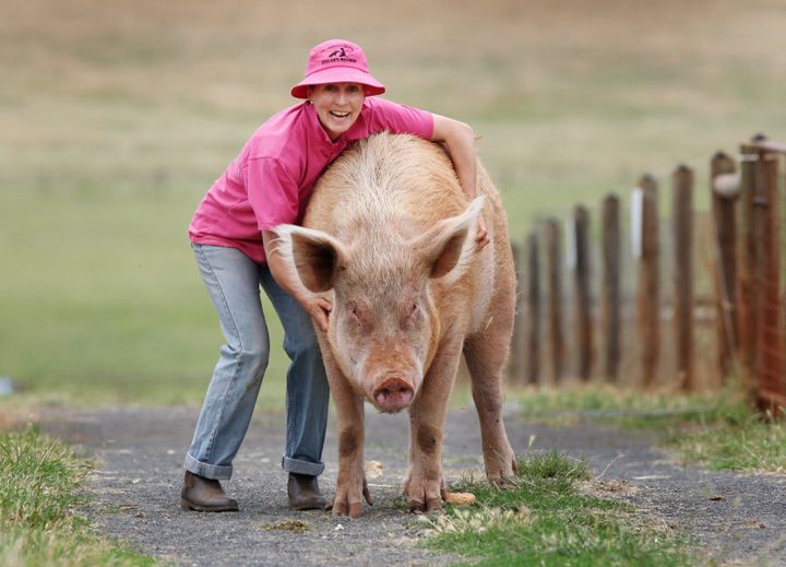 Pam Ahern with Mrs Peaches who was one of the pigs cast in Charlotte's Web.