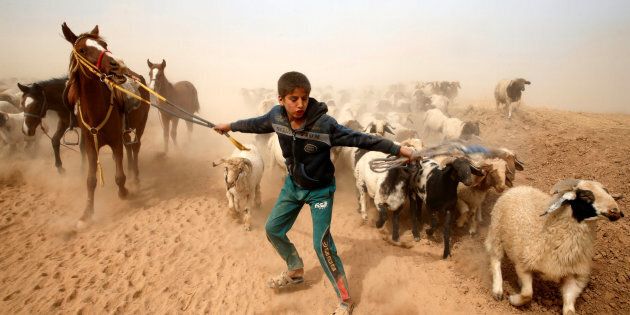 A displaced Iraqi boy leads his animals to safety after escaping from Islamic State controlled village of Abu Jarboa during clashes with IS militants near Mosul, Iraq November 1, 2016. REUTERS/Ahmed Jadallah