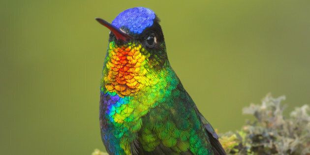 Fiery-throated hummingbird.