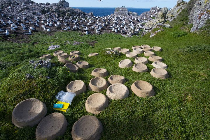 The nests were airlifted to Albatross Island.