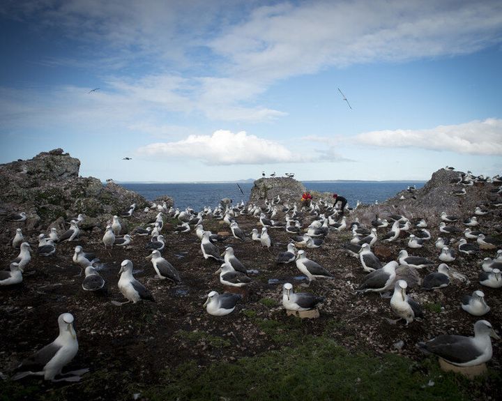 The Tasmanian Shy Albatross breeds on only three offshore islands -- Albatross Island being one of them (obviously).