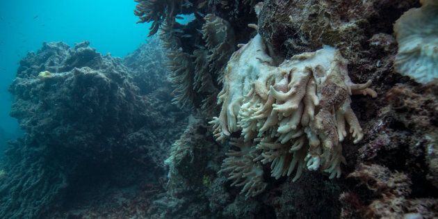 Soft coral decomposing and falling off the reef, captured by the XL Catlin Seaview Survey at Lizard Island on the Great Barrier Reef in May 2016.