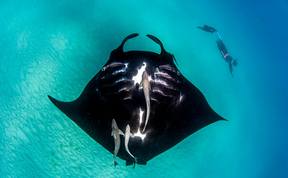 Manta rays cruise through Coral Bay.