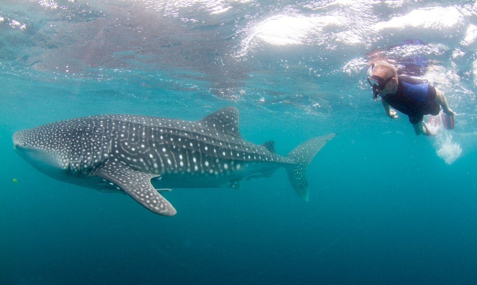 Swim with whale sharks in Ningaloo Reef.