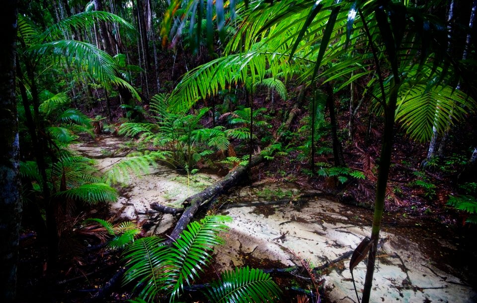 Wanggoolba Creek flowing through a rainforested valley on Fraser Island.