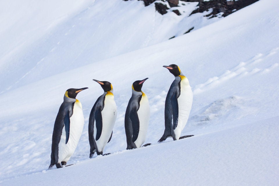 King Penguins contemplating the snow on Heard Island, Antarctica.